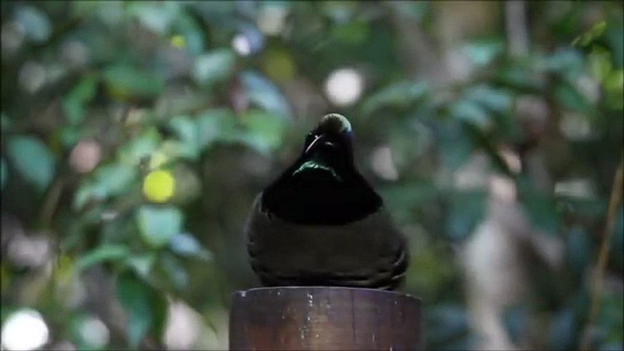 L'origine du Dab