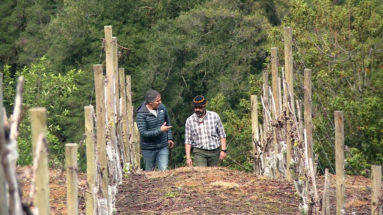 Klimawandel lässt Wein im kühlen Patagonien gedeihen