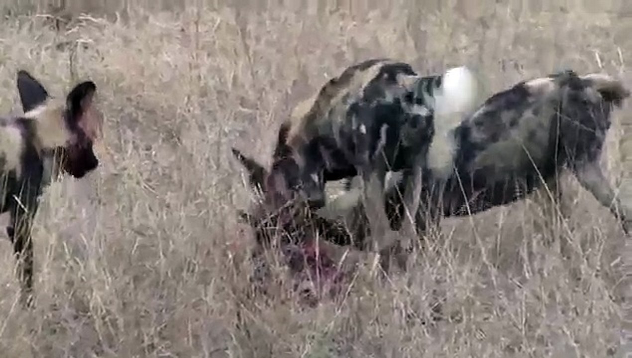 Wild Dog Kill and Leopard