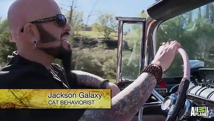 An Insane Asylum for Cats   My Cat From Hell