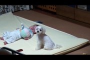 Ce chien a une technique imparable pour stopper les pleurs des bébés
