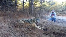 Sauvetage d'un loup pris au piège