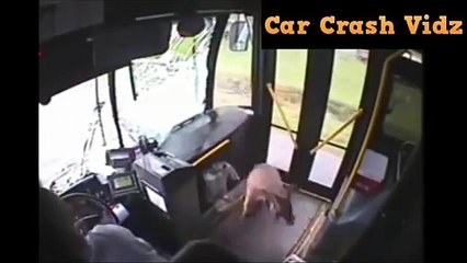 Animals Hit By Cars