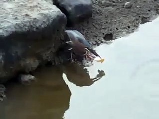 Bird catching fish