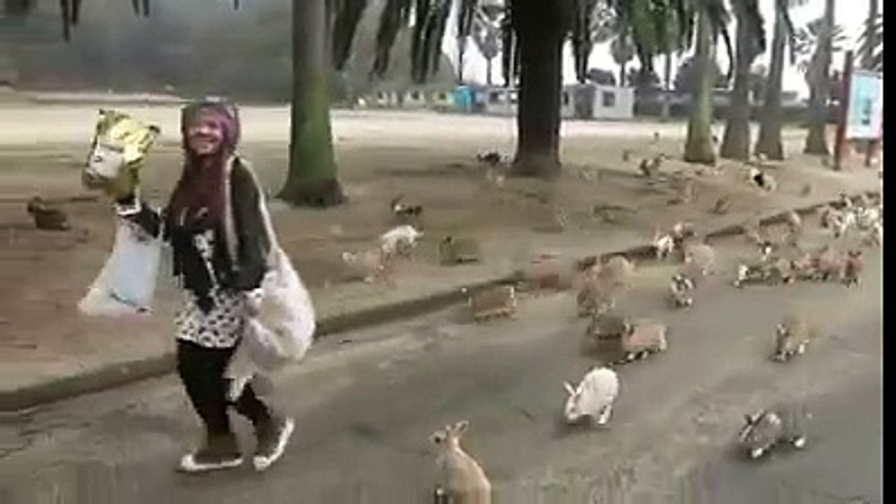 Rabbits