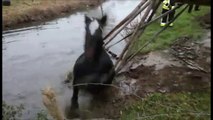 Bassenge: Les ouvriers du Service des travaux sauvent un cheval