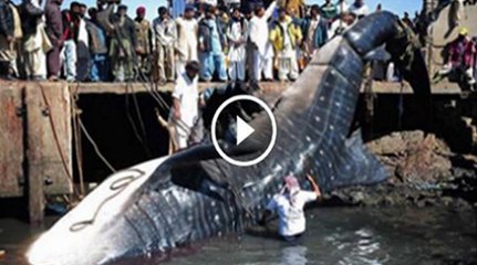 Giant Whale Appears At Karachi Beach