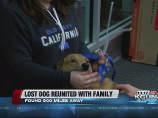 Lost dog reunited with family in Tucson