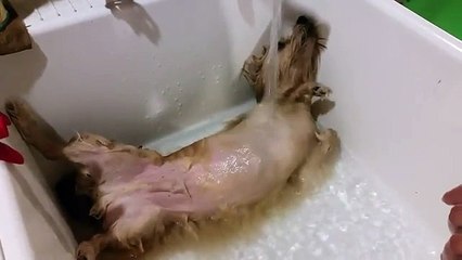 How To Tell Your Dog Isn’t Much Of A Swimmer