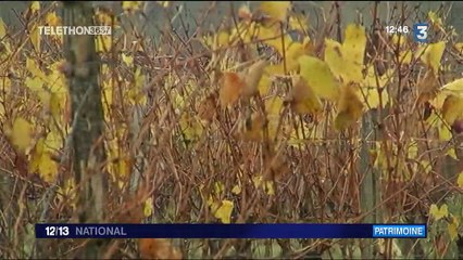 Armagnac : le plus vieil alambic fonctionne toujours au domaine d'Ognoas
