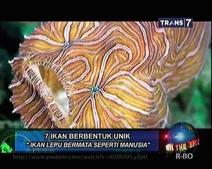 7 Ikan Berbentuk Unik [On The Spot]