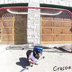Crusoe & Oakley Dachshund Play Ball Hockey
