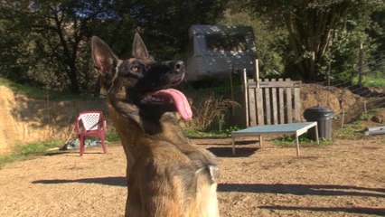 A l'école des chiens avec Corsi Cani