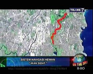 Sistem Navigasi Hewan & Fakta Unik Piramida [On The Spot]