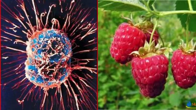 CÂY THUỐC NAM- QUẢ MÂM XÔI, TÁC DỤNG CHỮA BỆNH VÀ LÀM ĐẸP TUYỆT VỜI TỪ QUẢ MÂM XÔI