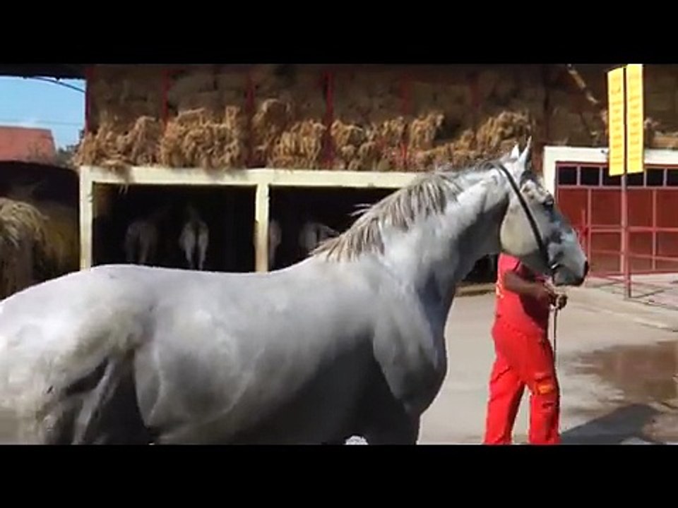 PASTUVI CAR, BREGAVA I FAVORIT ZENTA I KOBILA CURA