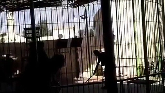 Circus Lion Attacked on Trainer
