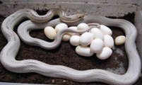 Snake Laying Eggs Out Of Mouth