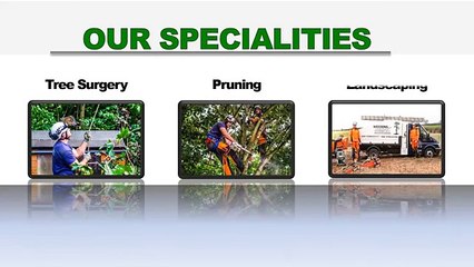 Emergency Tree Surgery Nottingham