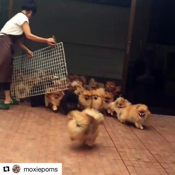 Pom, pom everywhere