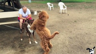 Boxing poodle playing with a friend - Funny Video