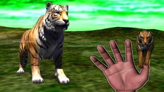 Tiger Finger Family Song | Wild Cat Finger Family Song | Wild Animal Finger Family Rhyme With Sounds