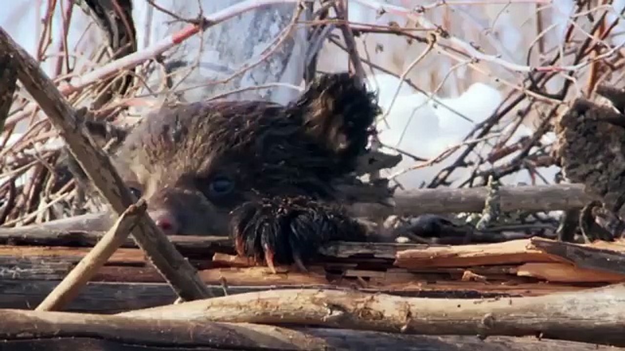 Adorable Baby Animal Video