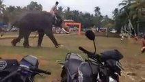 ---Elephant attack In Kerala,  India 2016 - YouTube