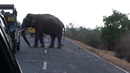 people feeding wild elephant on the road