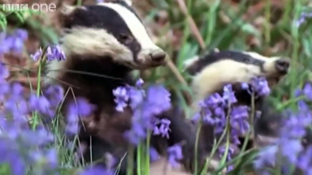 Best of BBC Talking Animals