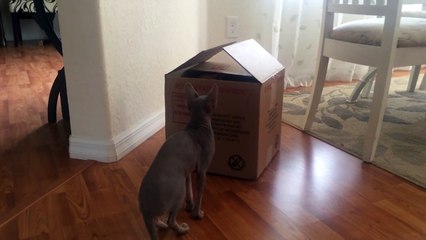 Hairless Sphynx Cat in the Box - Kitten Playing Funny Creatures