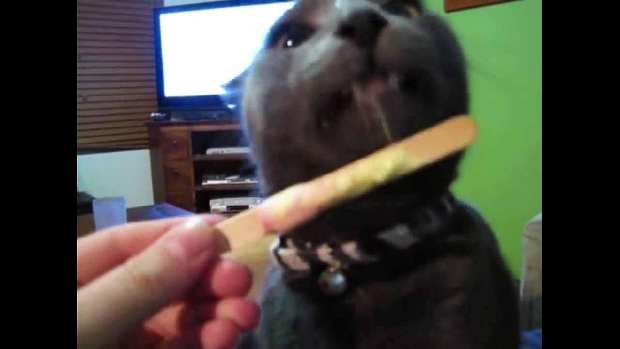 funny cats and dogs getting brain freeze