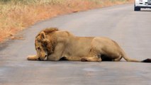 Strange Lion Behaviour in Kruger National Park, South Africa