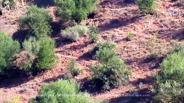 Chasse au Sanglier _ Tir GROS Sanglier M le - 19.11.2016