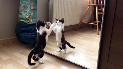 Kitten vs mirror for the first time - Wiske the cat