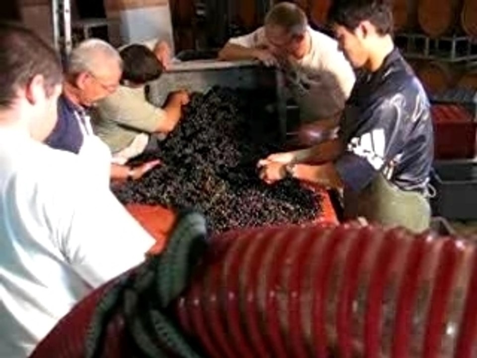 tri de raisins pour vin rouge