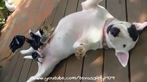 Bull Terrier Loves Baby Chicks