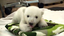 Toronto Zoo Polar Bear Cub - My Paws Are Growing