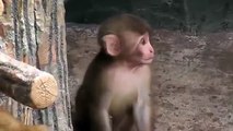 Baby Monkey Crying Call For Mom
