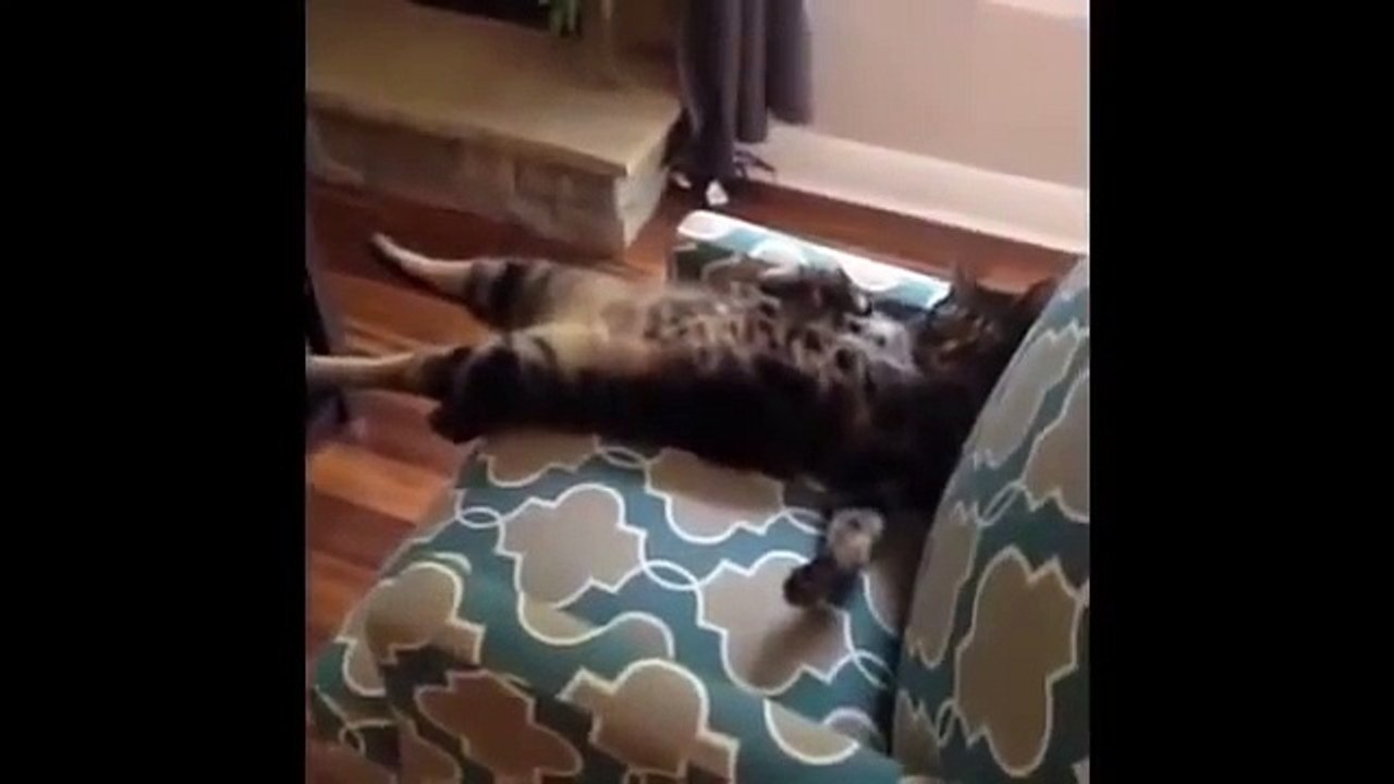 FUNNY CAT VINES 2016