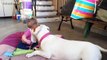 Funny And Cute Pitbull Dogs Love Babies Compilation  [NEW]