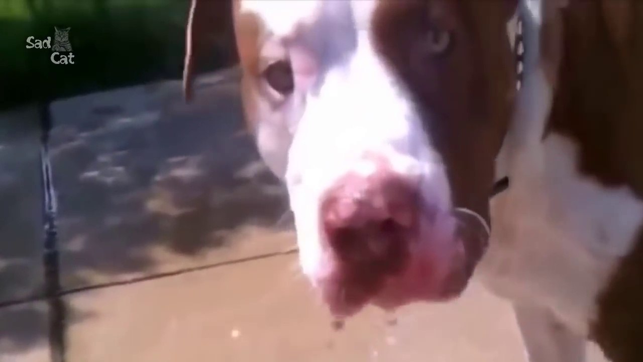 Funny Pitbull Compilation NEW