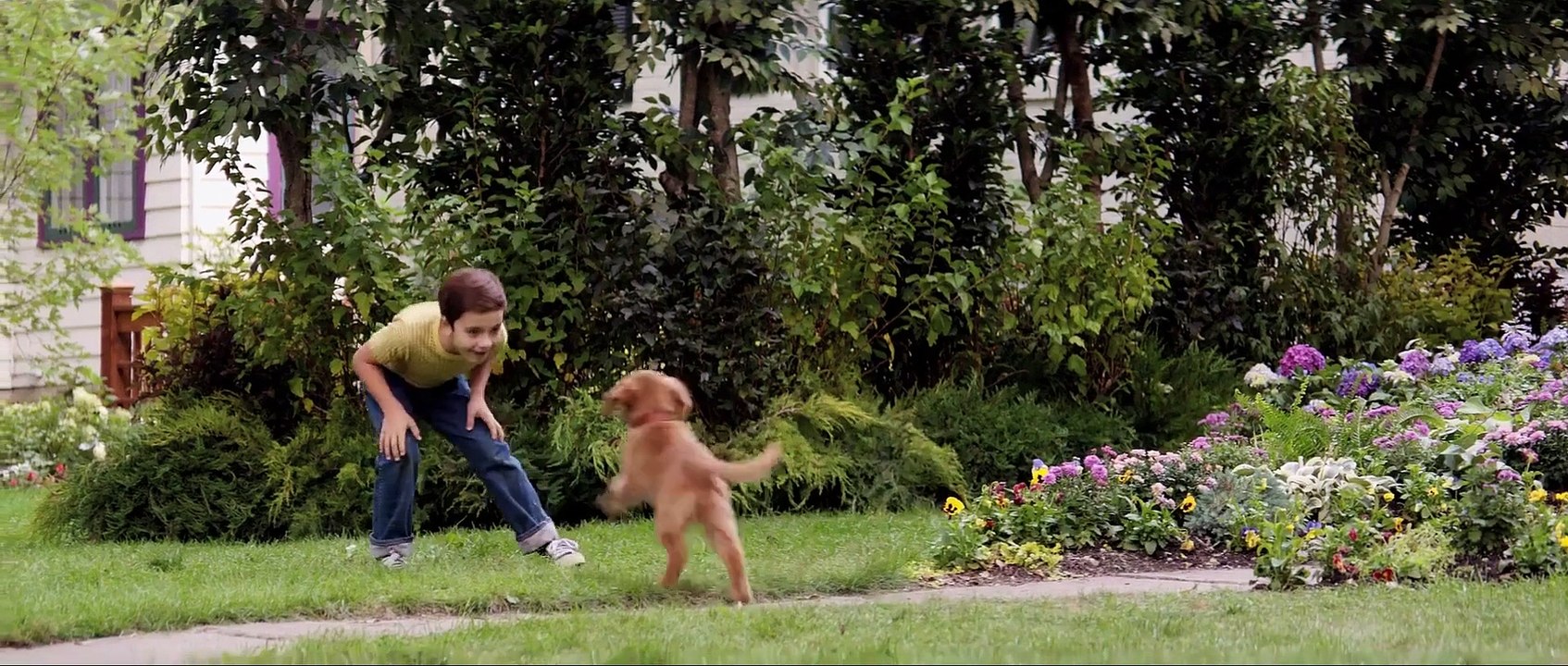 A Dog's Purpose (2017)
