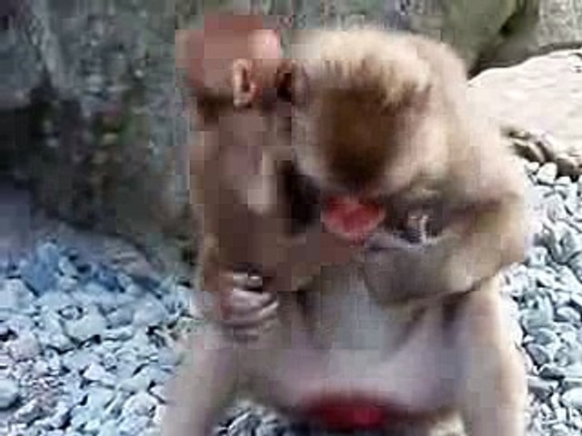 Poor Baby Monkey