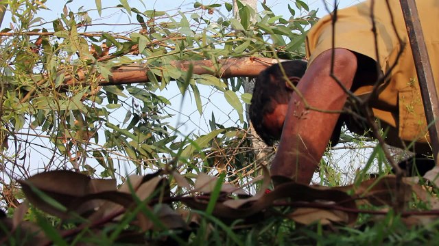 Une tribu de chasseurs de serpents sauve des vies en Inde