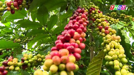 THDT - Ngược dòng sông Đồng Nai - Tập 15- Bảo Lộc - Vùng đất của những đặc sản