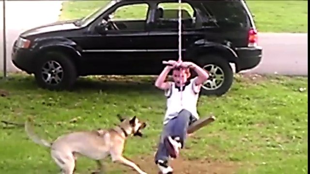 Funniest Pet Reactions & Bloopers of December 2016 Week 1 - Funny pets videos