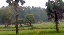 Elephant in paddy fields.