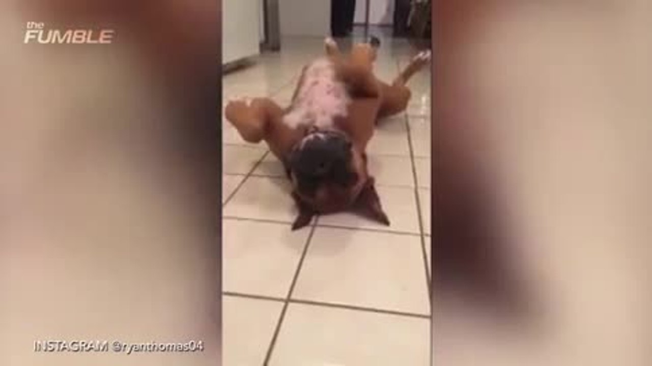 DOGS Do Best Mannequin Challenges EVER