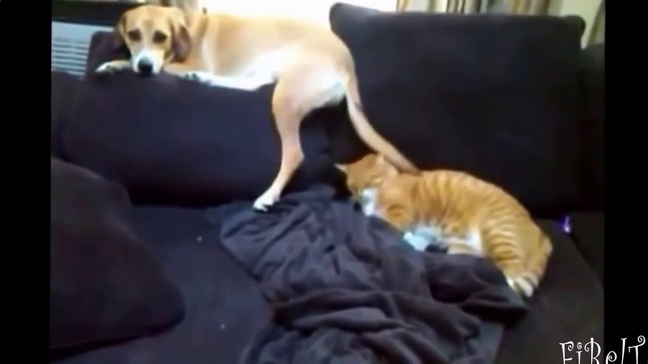 Приколы С Животными Подборка Смех До Слез! 2016